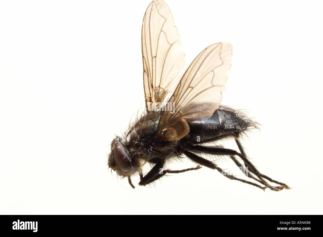 one dead housefly musca domestica Stock Photo
