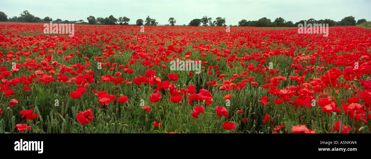 Poppy field Great Horwood Buckinghamshire England Stock Photo Alamy