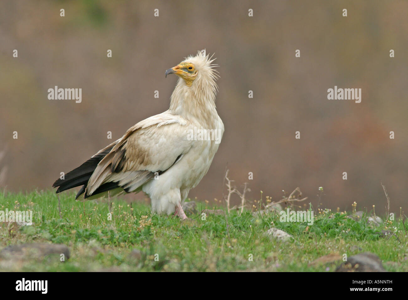 Egyptian vulture Neophron percnopterus , Rodopi mountain, East Rodopi ,Bulgaria Stock Photo