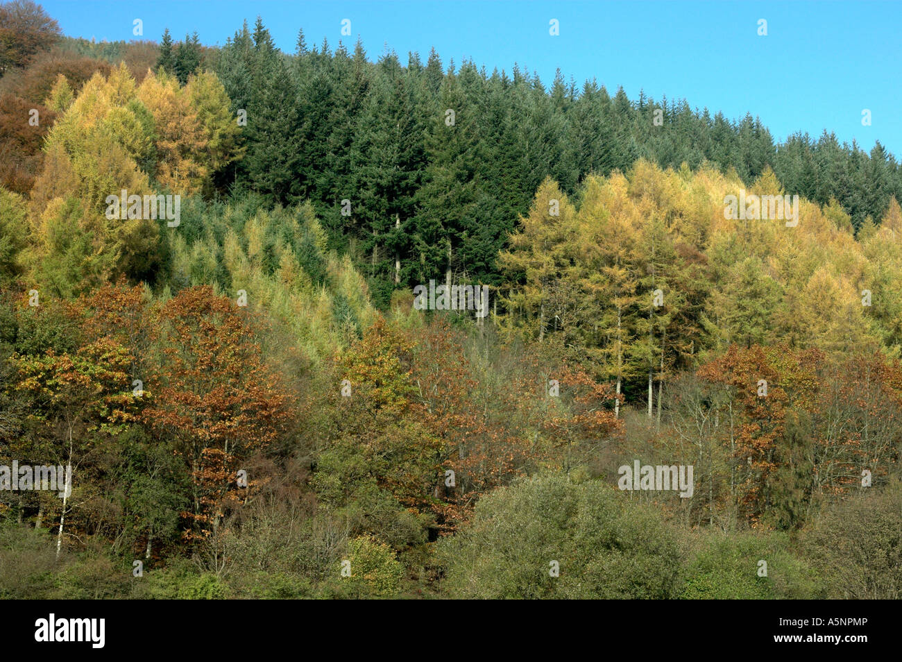 Mixed woodland in autumn. Wales, UK. Stock Photo