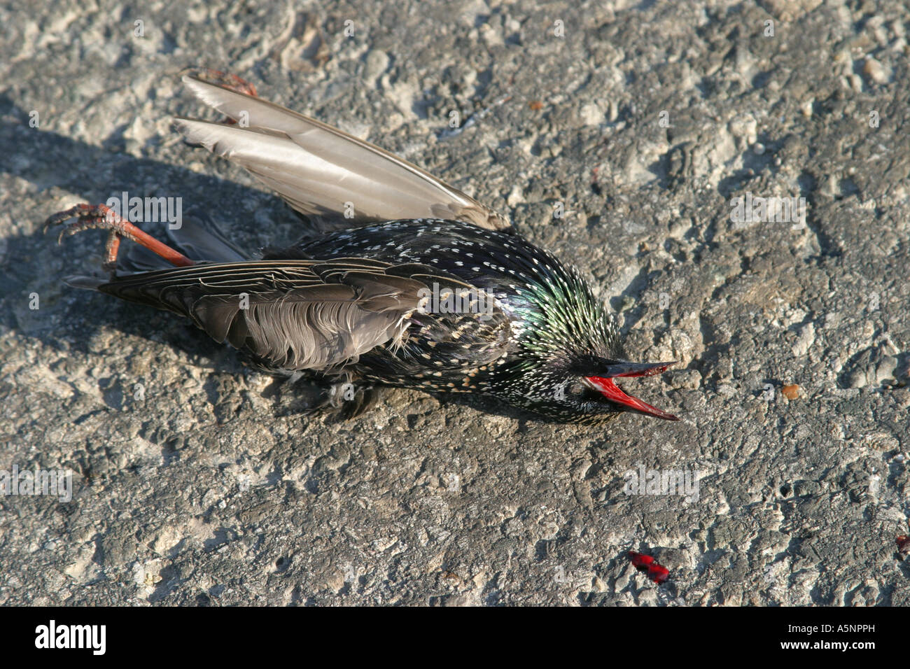starling kiled on the road by car, Bulgaria, Stock Photo