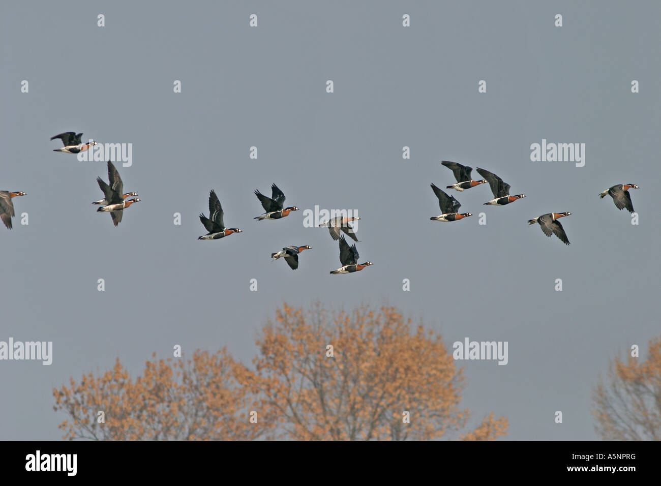 Branta ruficollis, Red-breasted Goose, nock on migration, Bulgaria Stock Photo