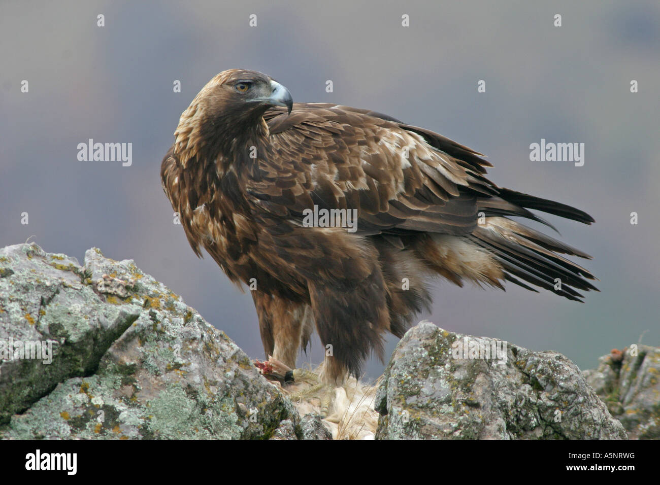 Golden eagle Aquila chrysaetos portrait Stock Photo