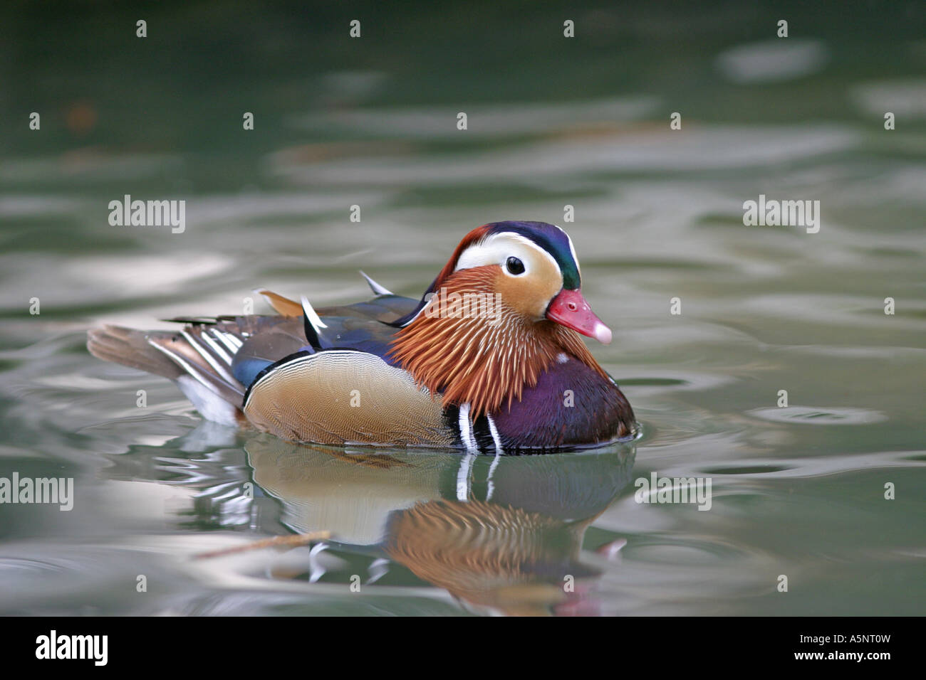 Mandarin duck, Aix sponsa, male Stock Photo