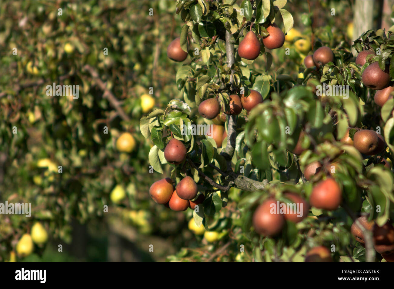 Red Beurre Hardy pears. Brogdale Horticultural Trust, Faversham, Kent, England. Stock Photo