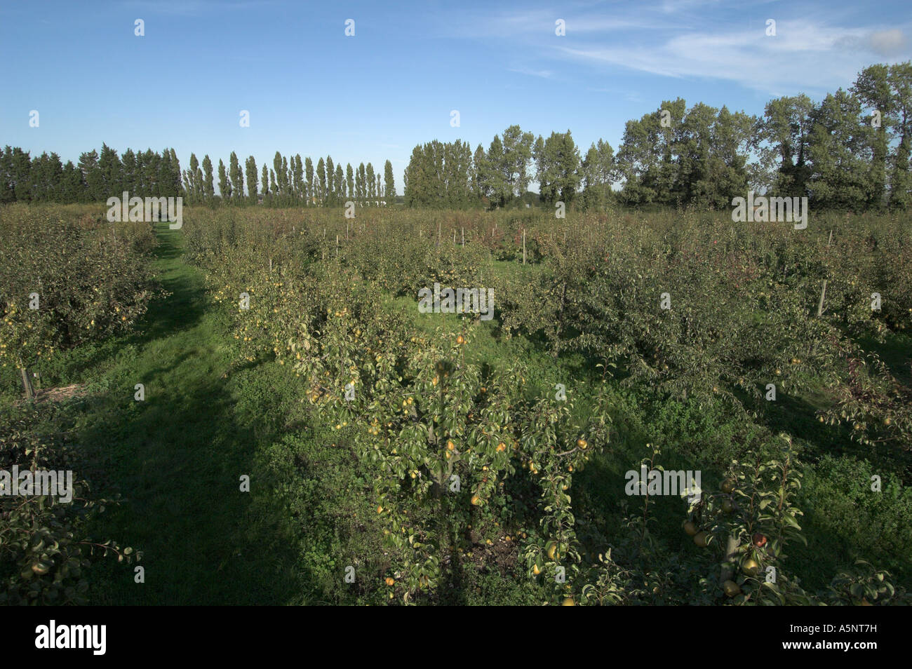 Apple orchard kent harvest hi-res stock photography and images - Alamy
