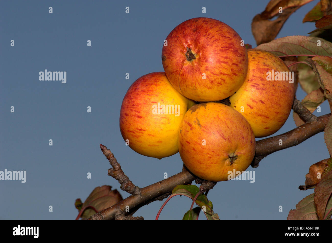 Fraise de Buhler apples. Brogdale Horticultural Trust, Faversham, Kent, England, UK. Stock Photo
