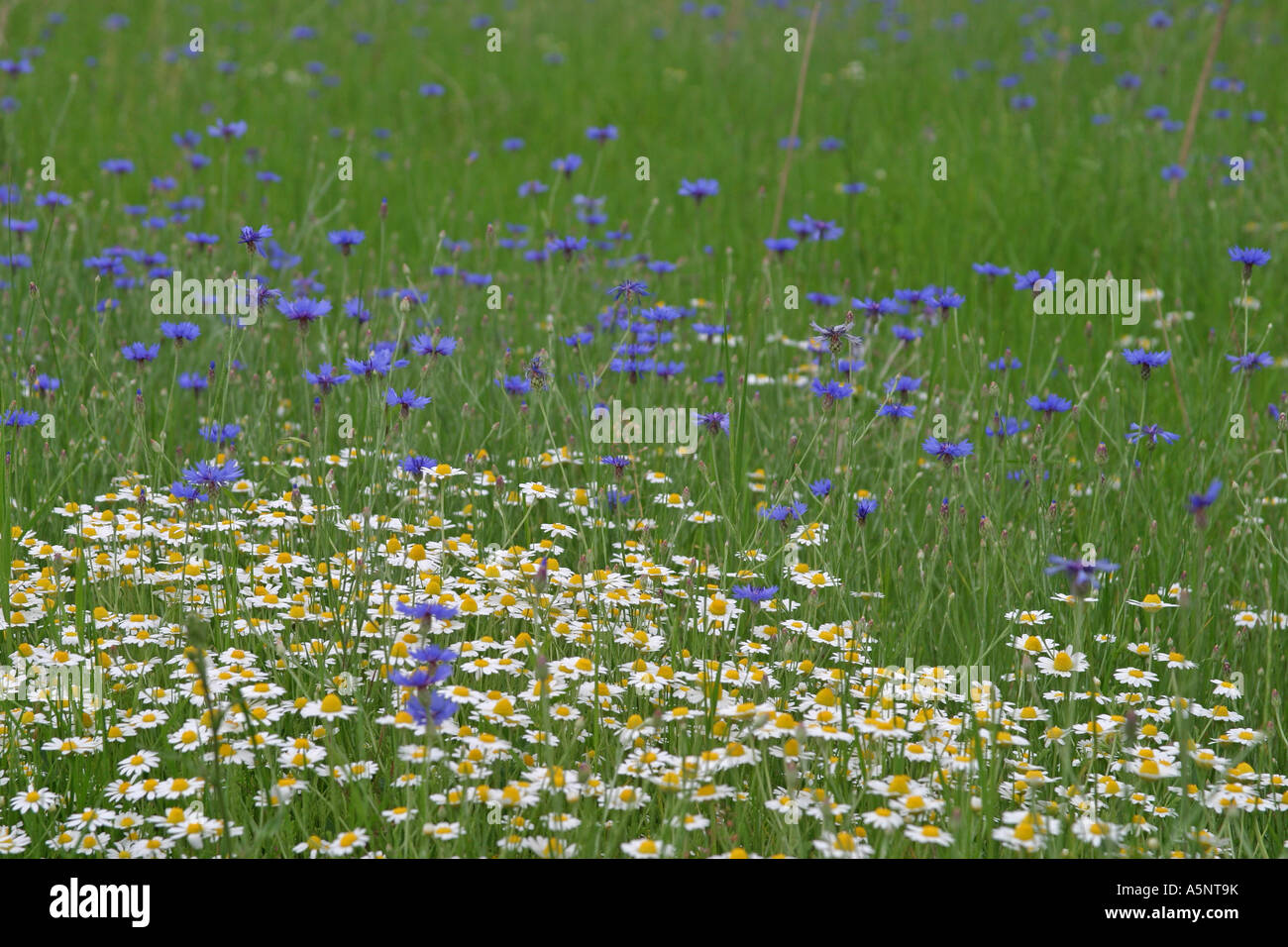 A meadow with flowering Scented Mayweed and Cornflowers in summer, Bulgaria Stock Photo