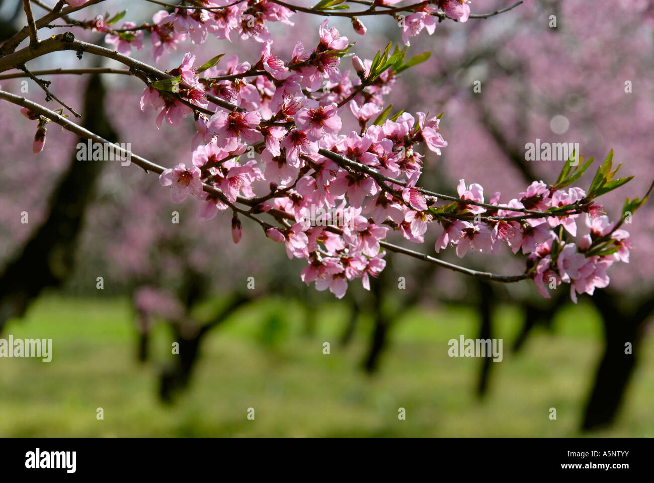 Peach tree in orchard blooming hi-res stock photography and images - Alamy