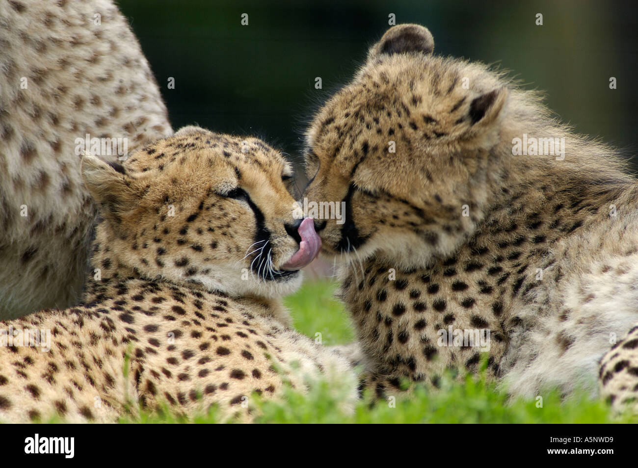 Cheetahs Acinonyx jubatus Geparde Stock Photo
