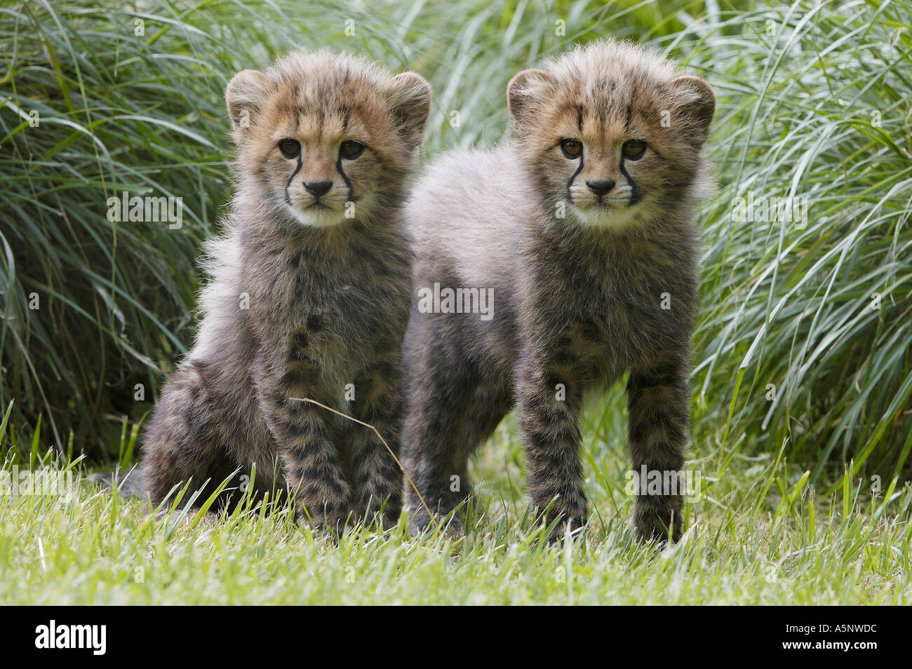Cheetah cubs Acinonyx jubatus Geparde Jungtiere cub Stock Photo