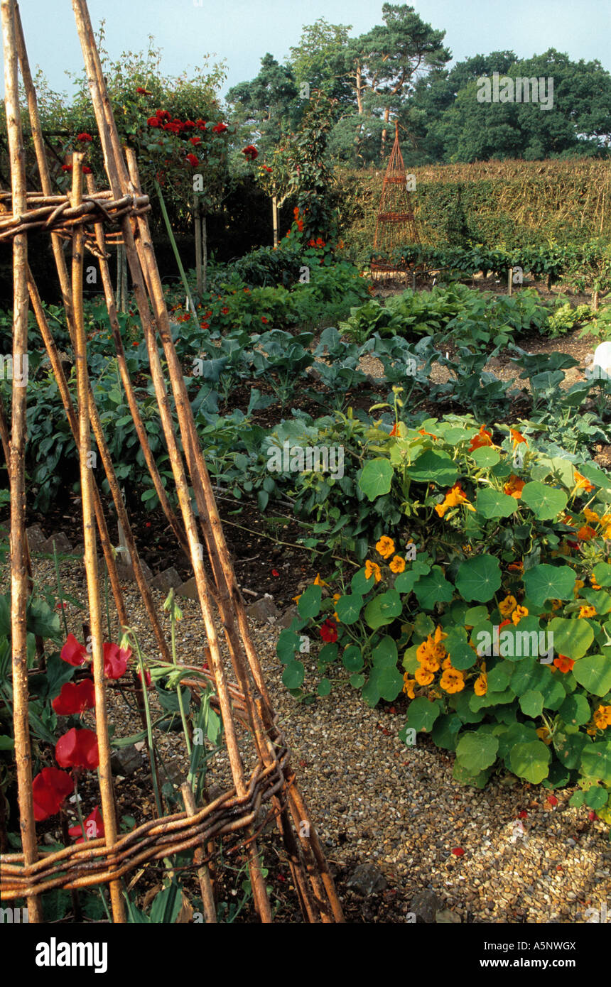Willow wigwam frame and nasturtiums growing in potager vegetable garden Stock Photo