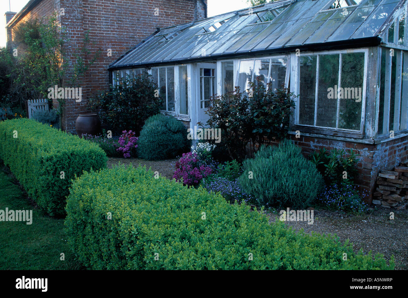Clipped Box Hedge In Front Of Greenhouse Attached To Country House With Lavender Growing In Border Stock Photo Alamy