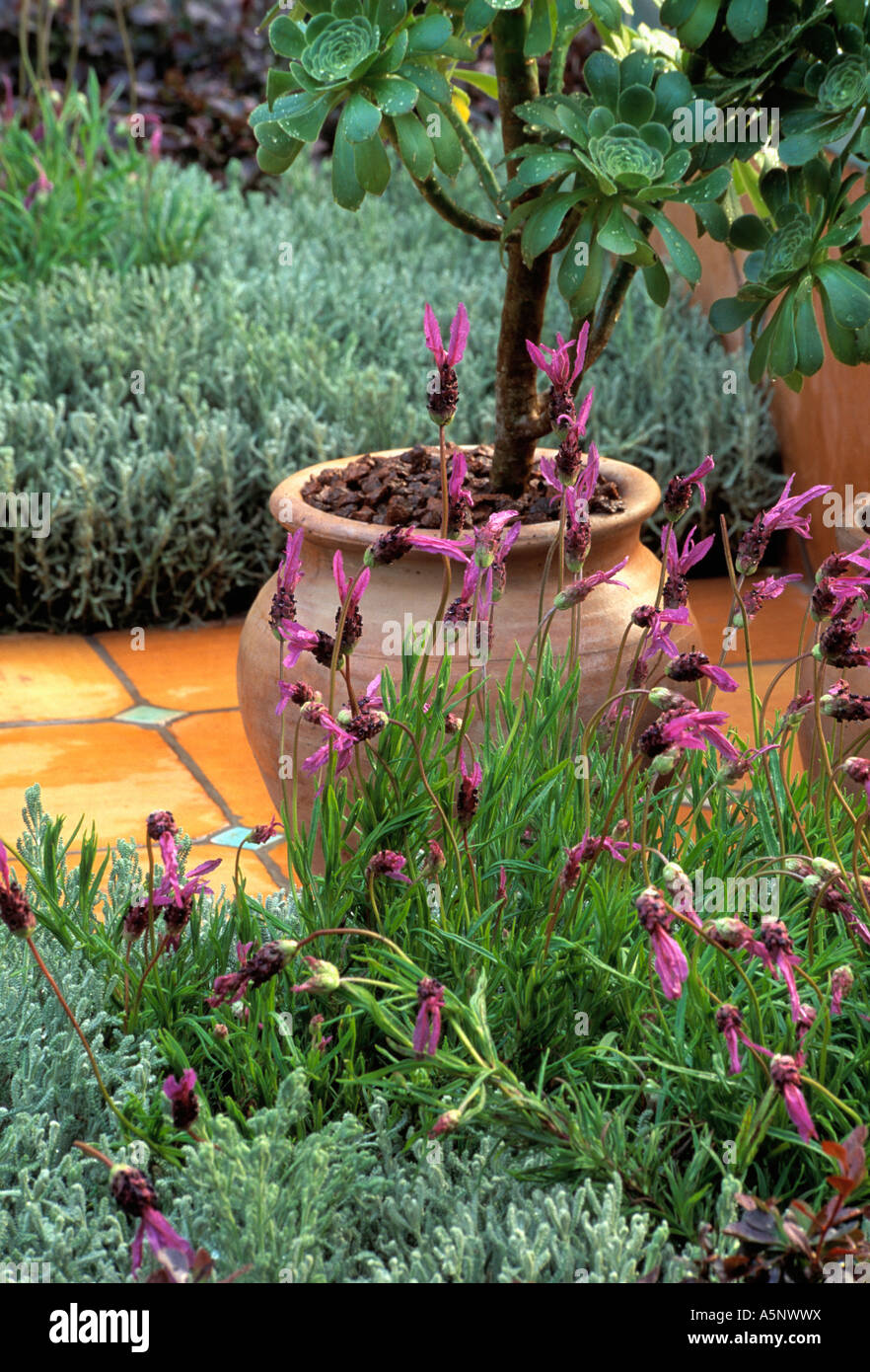 Aeonium in large terracotta pot on paving with Lavender Stoechas in border Stock Photo