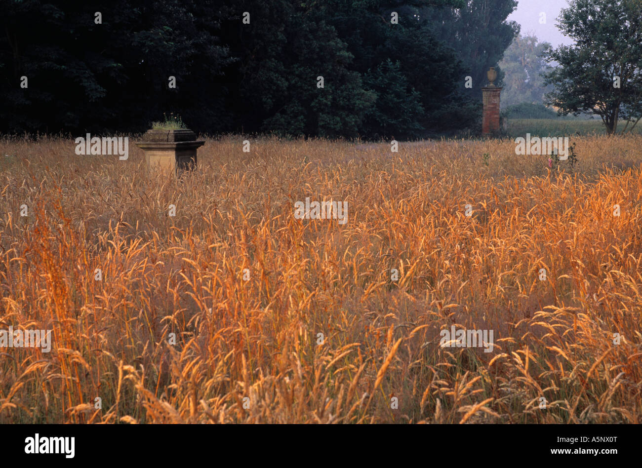 Field of wheat growing at Wellingham Barn Stock Photo