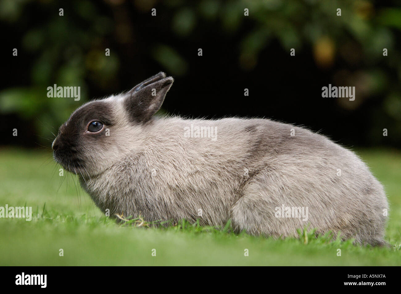 Dwarf Rabbit Zwergkaninchen Marder Blau Kaninchen Hauskaninchen Seitlich Side Aussen Outdoor Stock Photo Alamy