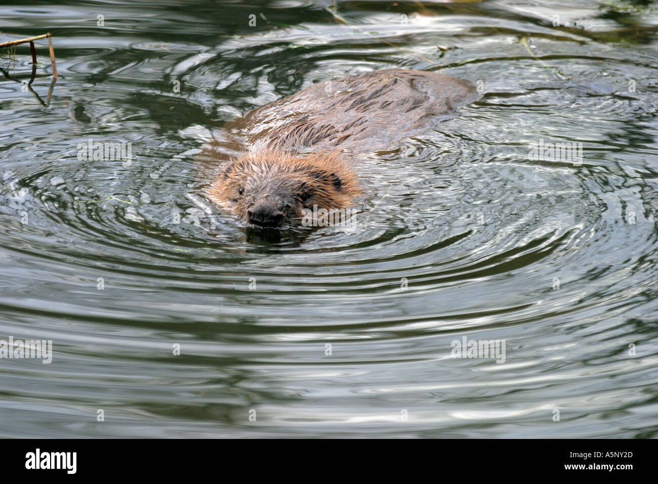 41+ Biber Im Teich, Werden die teiche gewerblich betrieben, hilft es