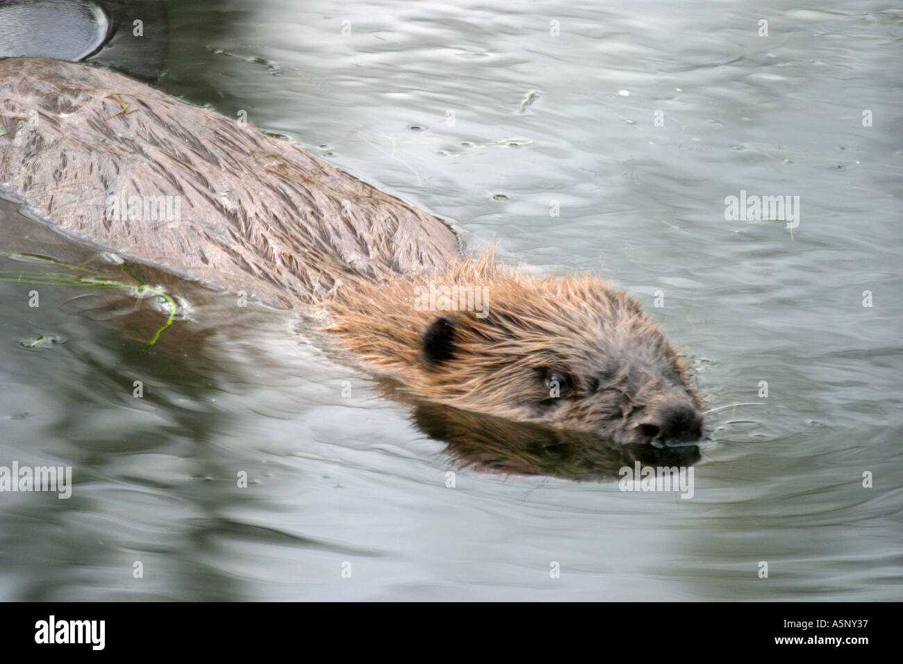 Unterwasser pflanzen hires stock photography and images Alamy