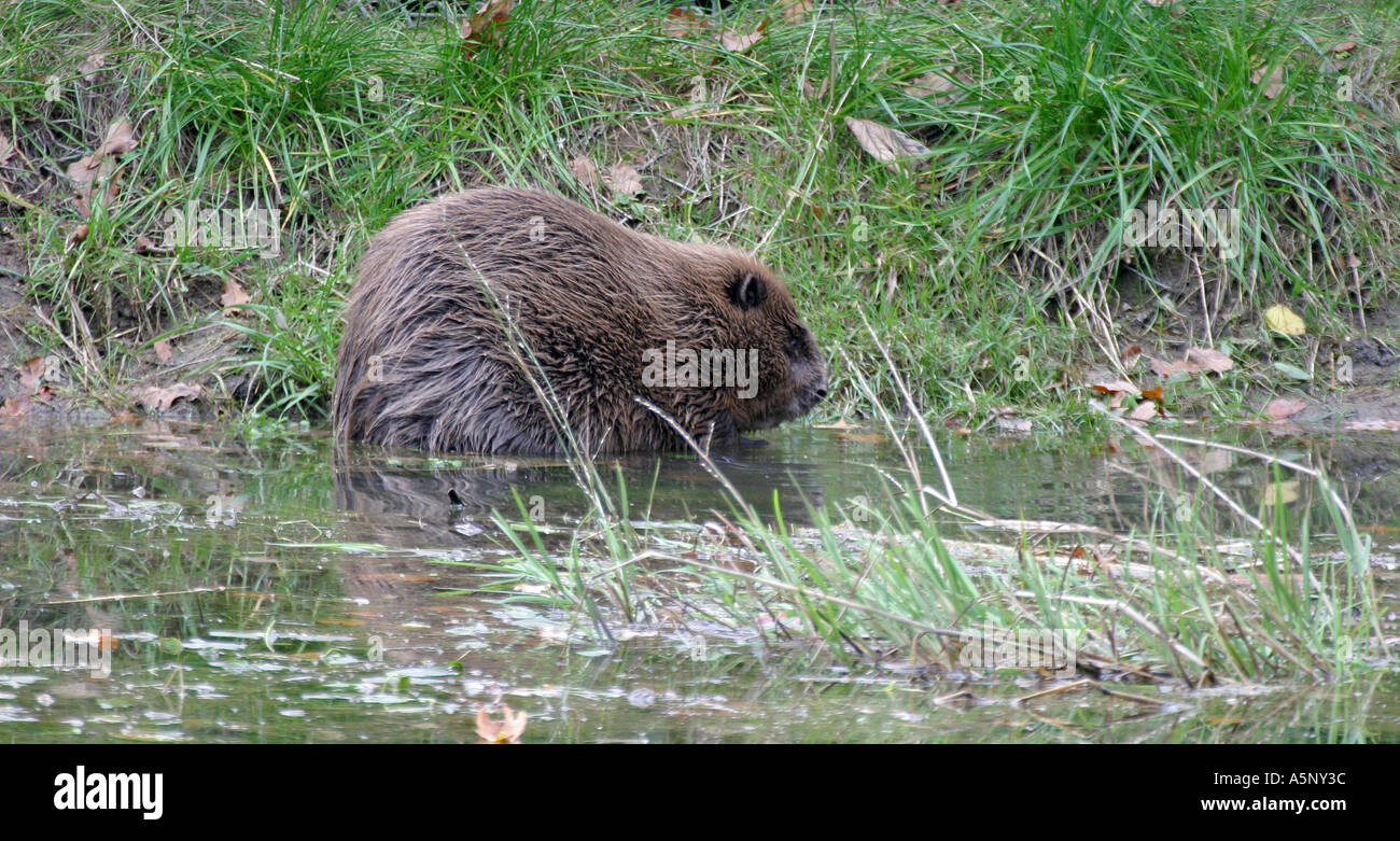Biber im Teich Biber in a pond Stock Photo Alamy