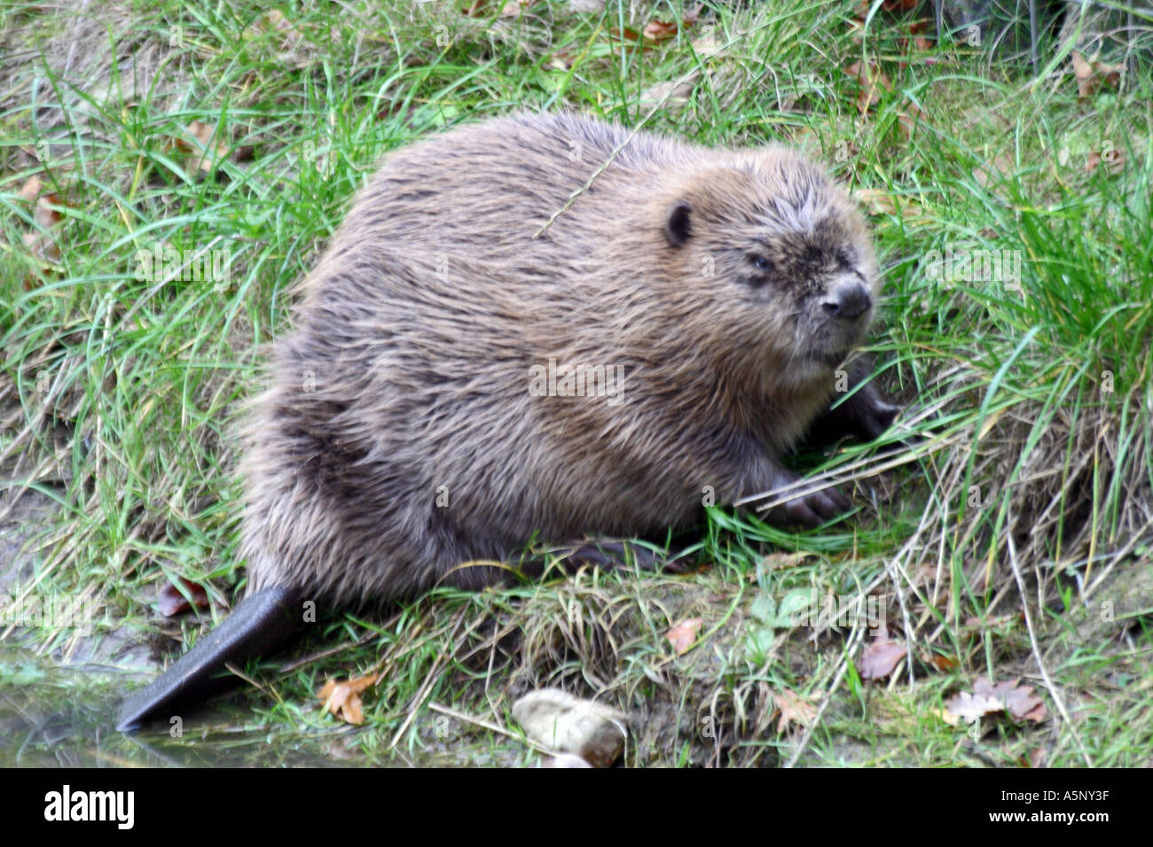 Biber im Teich Biber in a pond Stock Photo Alamy