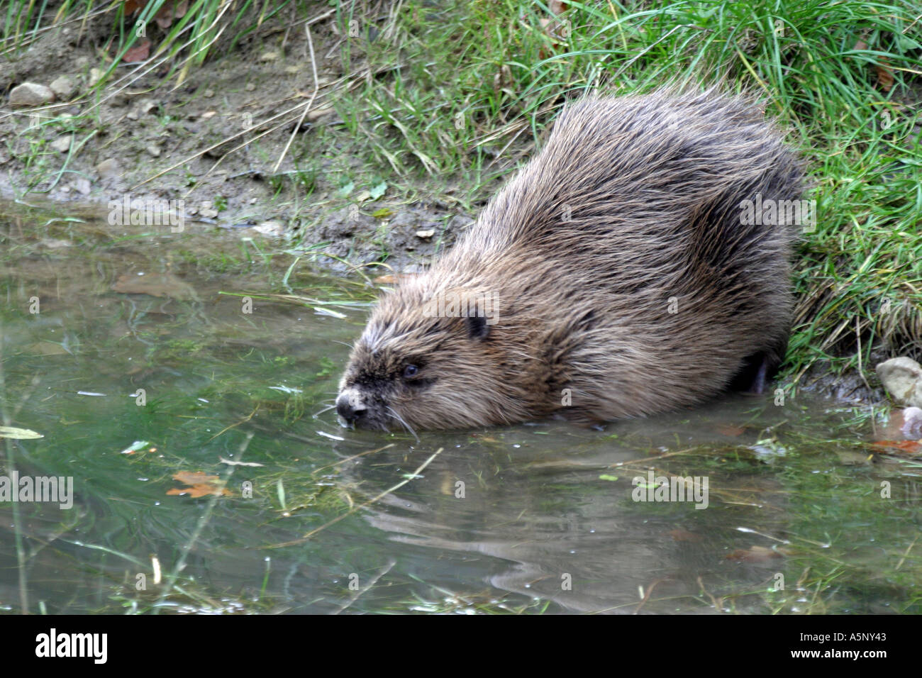 Biber im Teich Biber in a pond Stock Photo Alamy