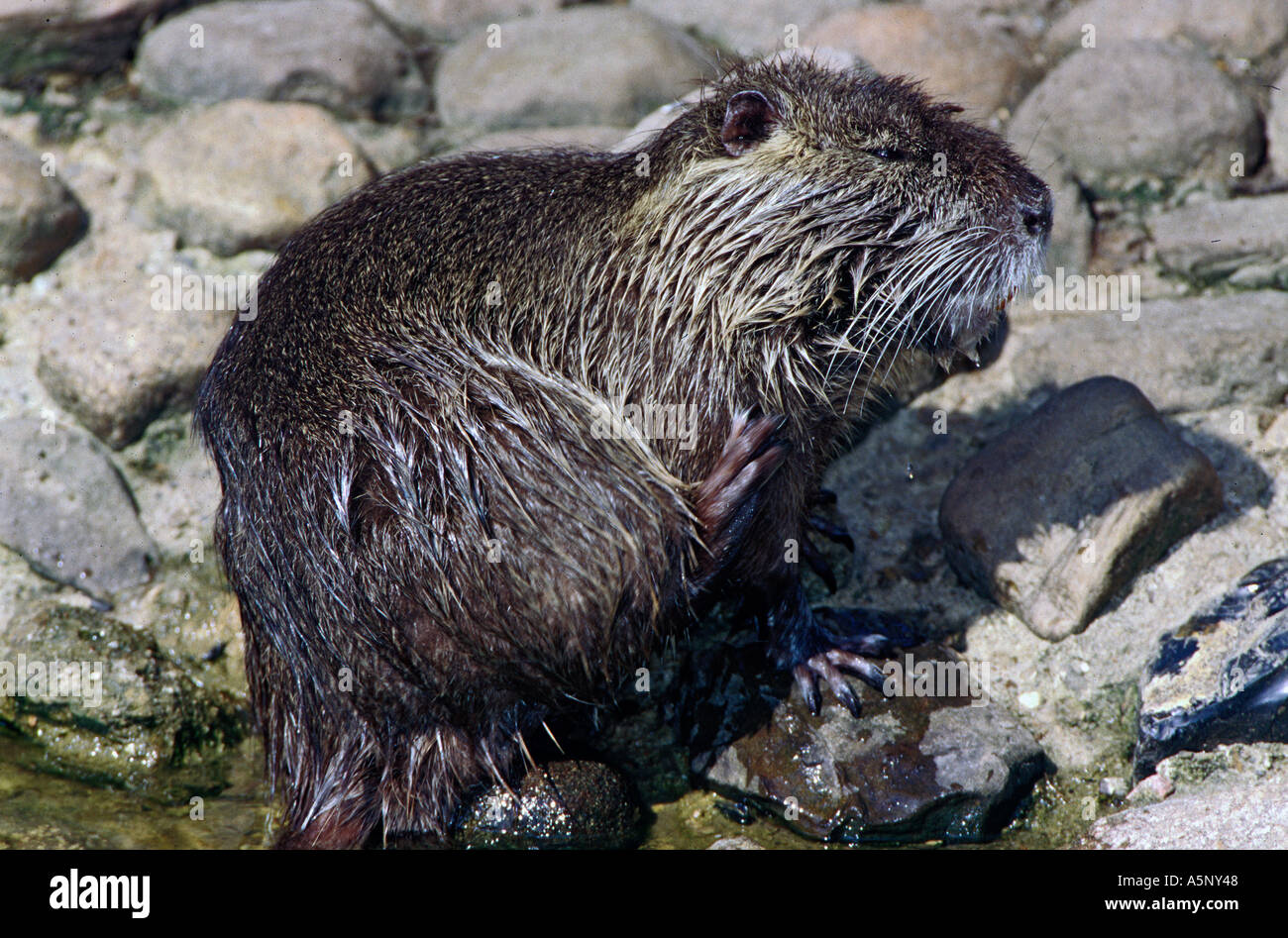 Wassertier hires stock photography and images Alamy