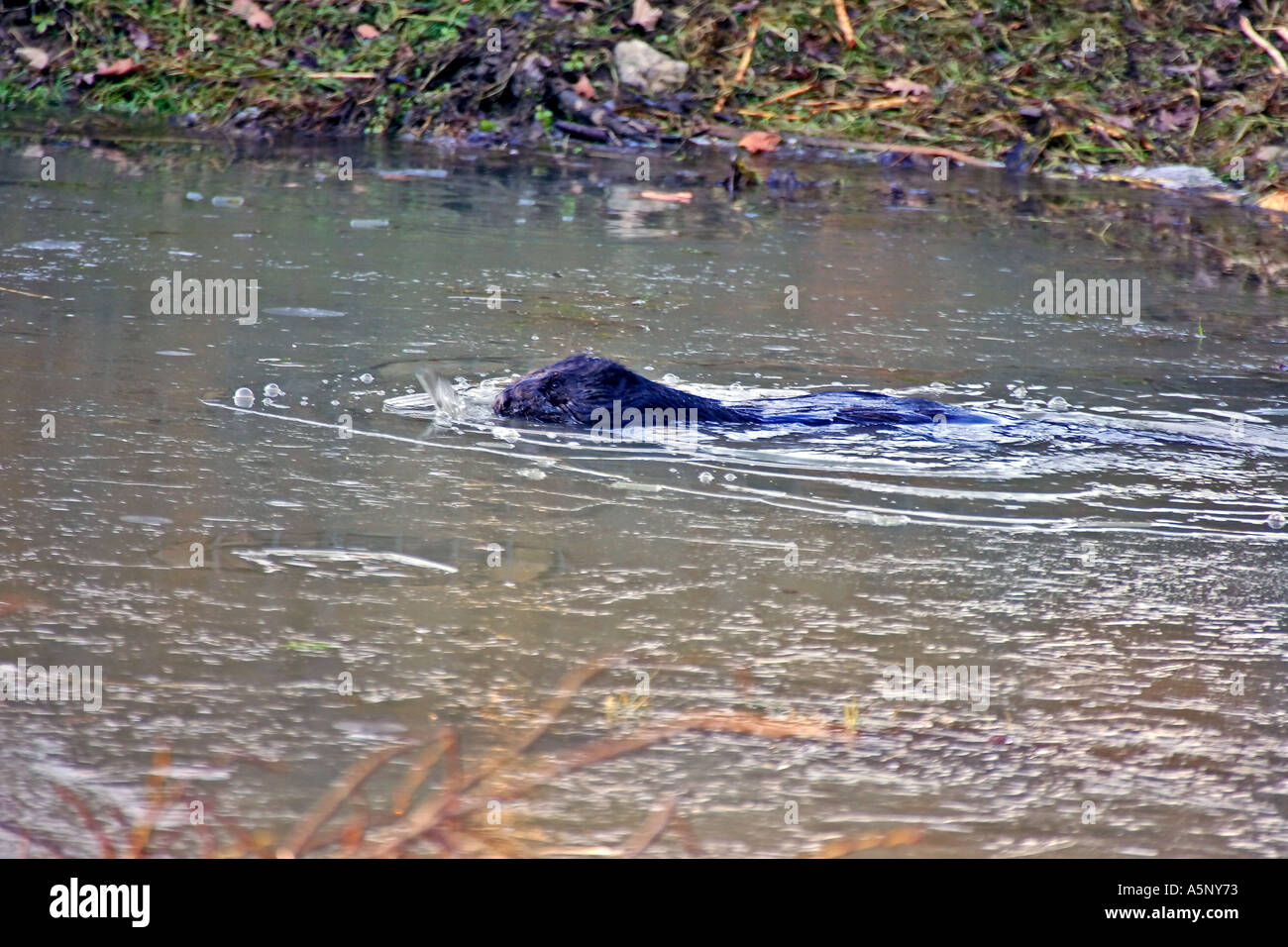 Biber im teich hires stock photography and images Alamy