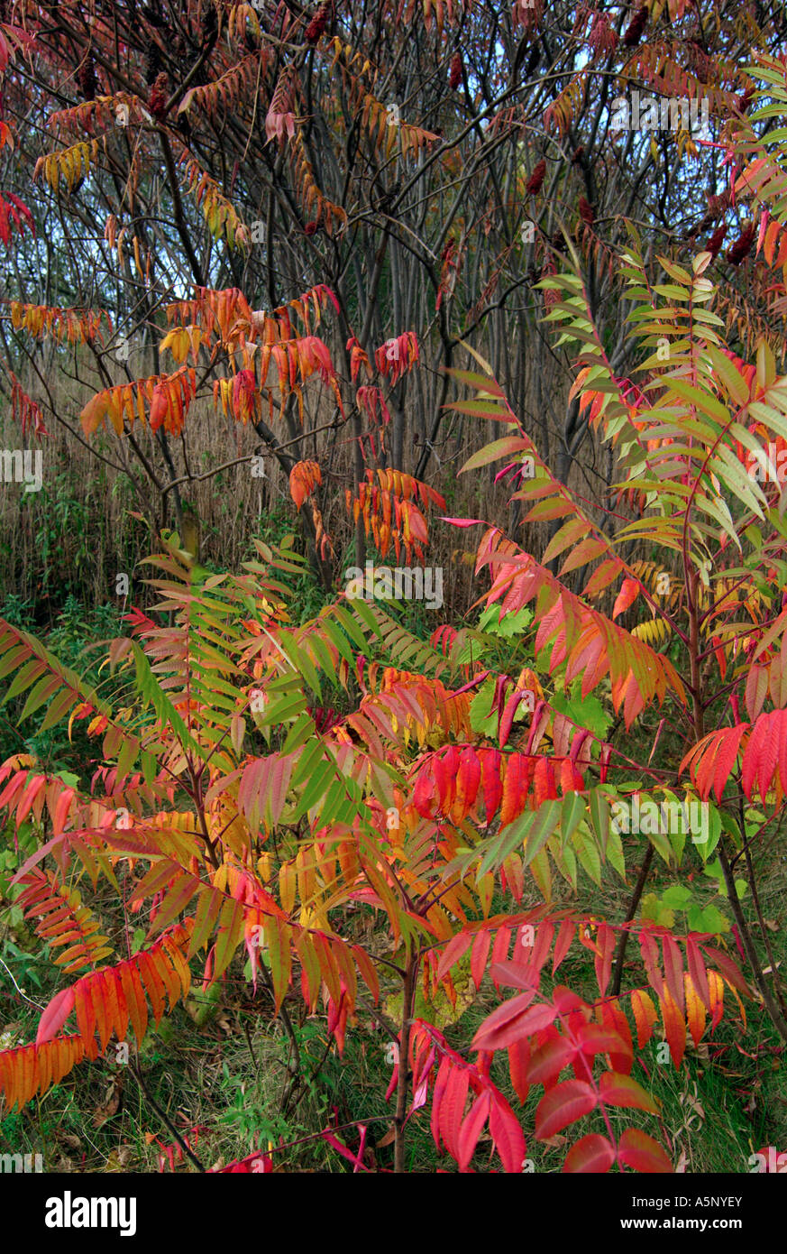 Fall color of sumac Stock Photo Alamy