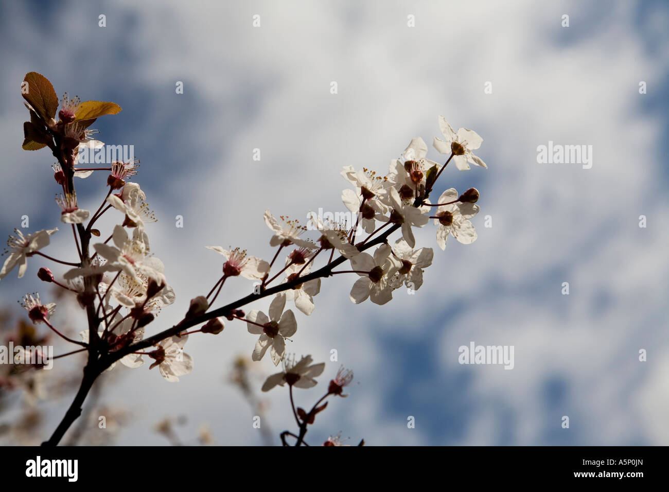 Cherry blossoms against a blue sky Stock Photo - Alamy