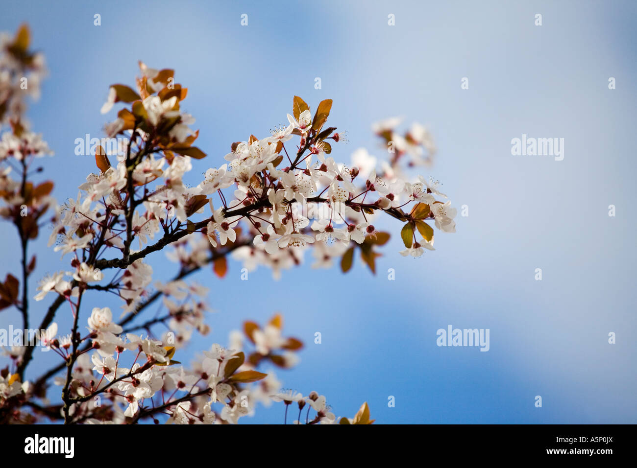 Cherry blossoms against a blue sky Stock Photo