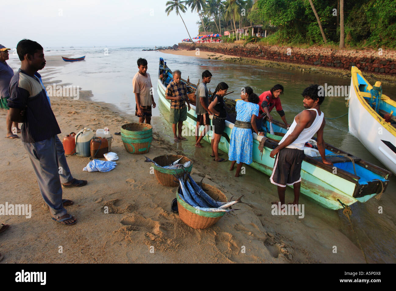 Local commercial fishermen landing their catch on Baga beach Goa India. Stock Photo