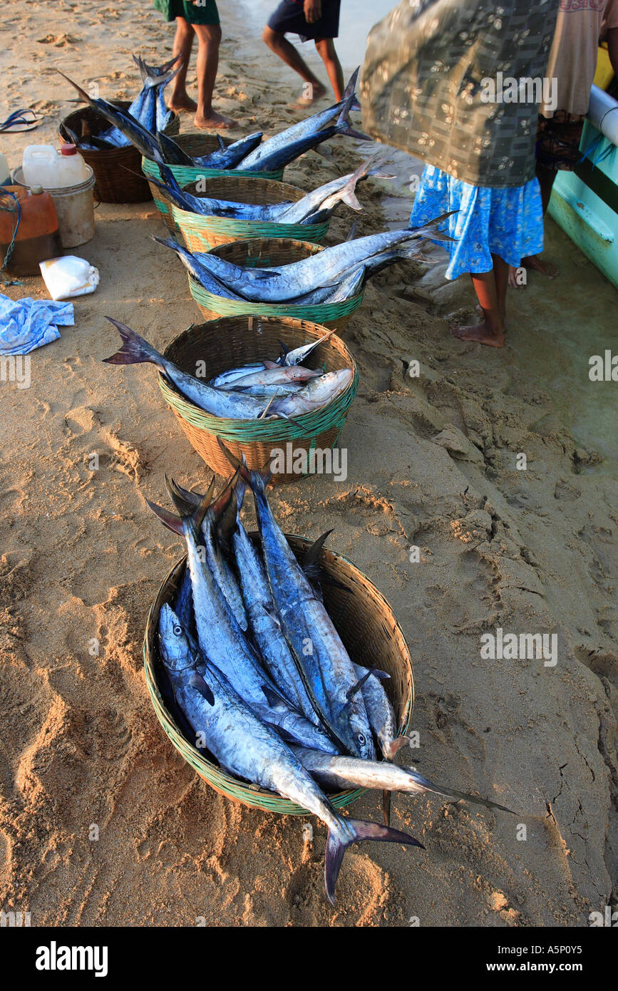 Local commercial fishermen landing their catch on Baga beach Goa India ...