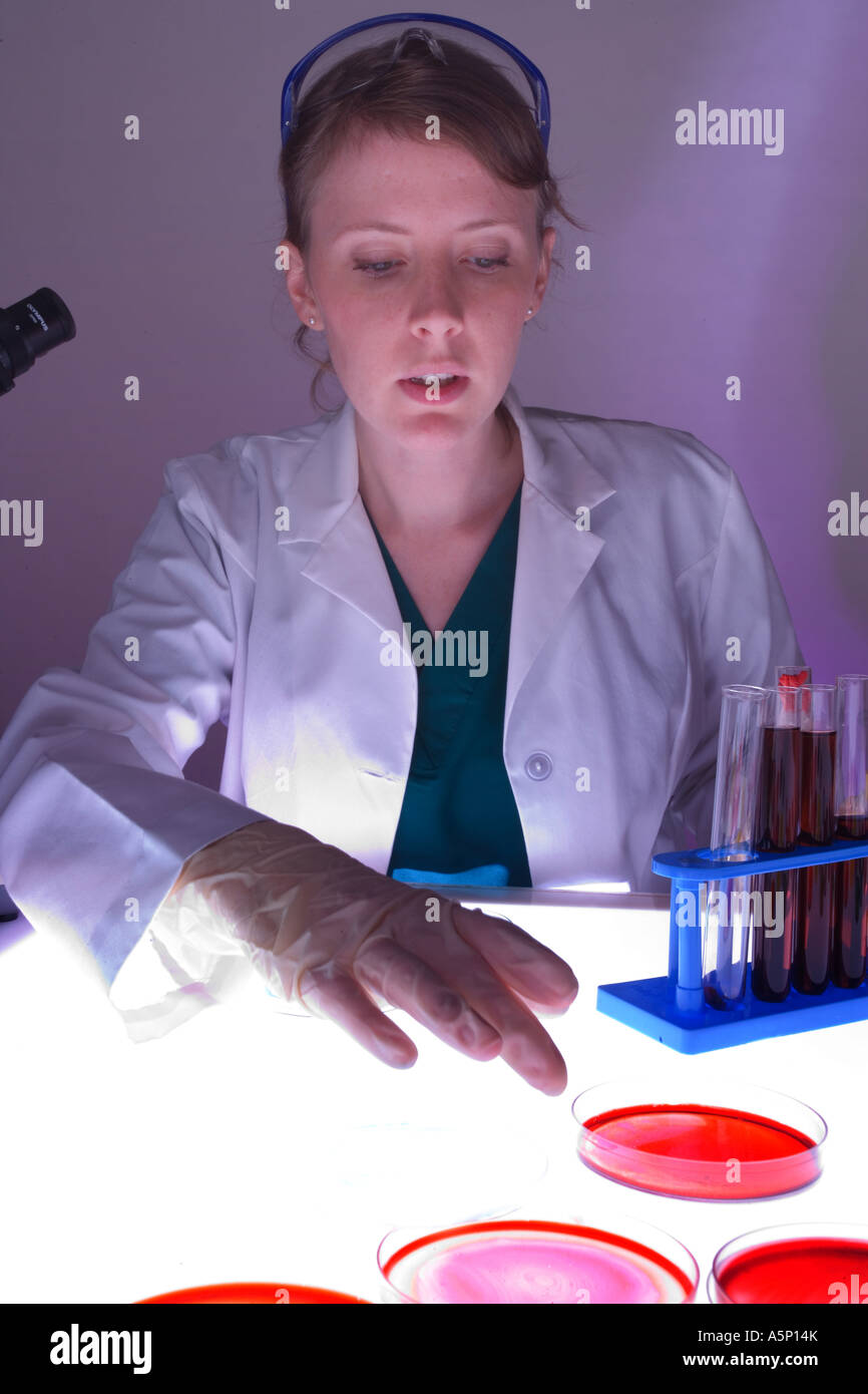 Biologist uses petri dishes within her research Stock Photo Alamy