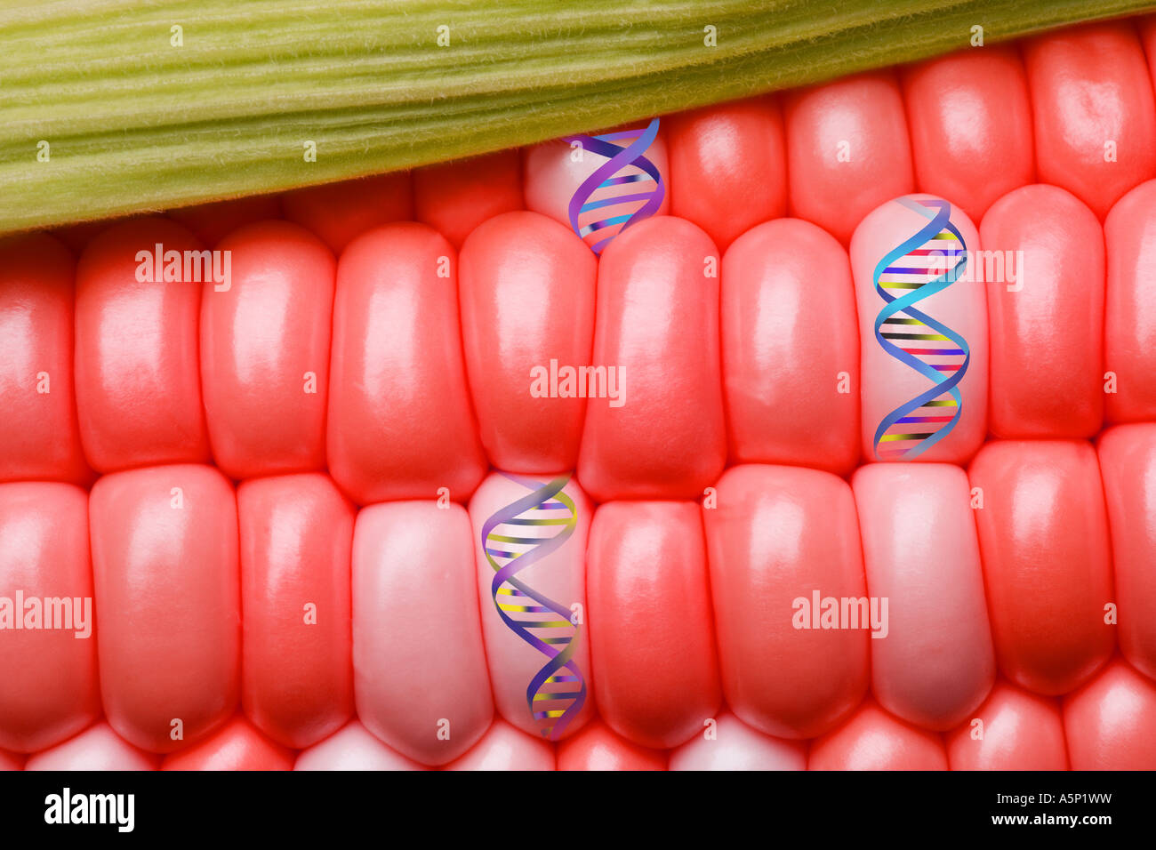 Red corn with DNA strands. Stock Photo