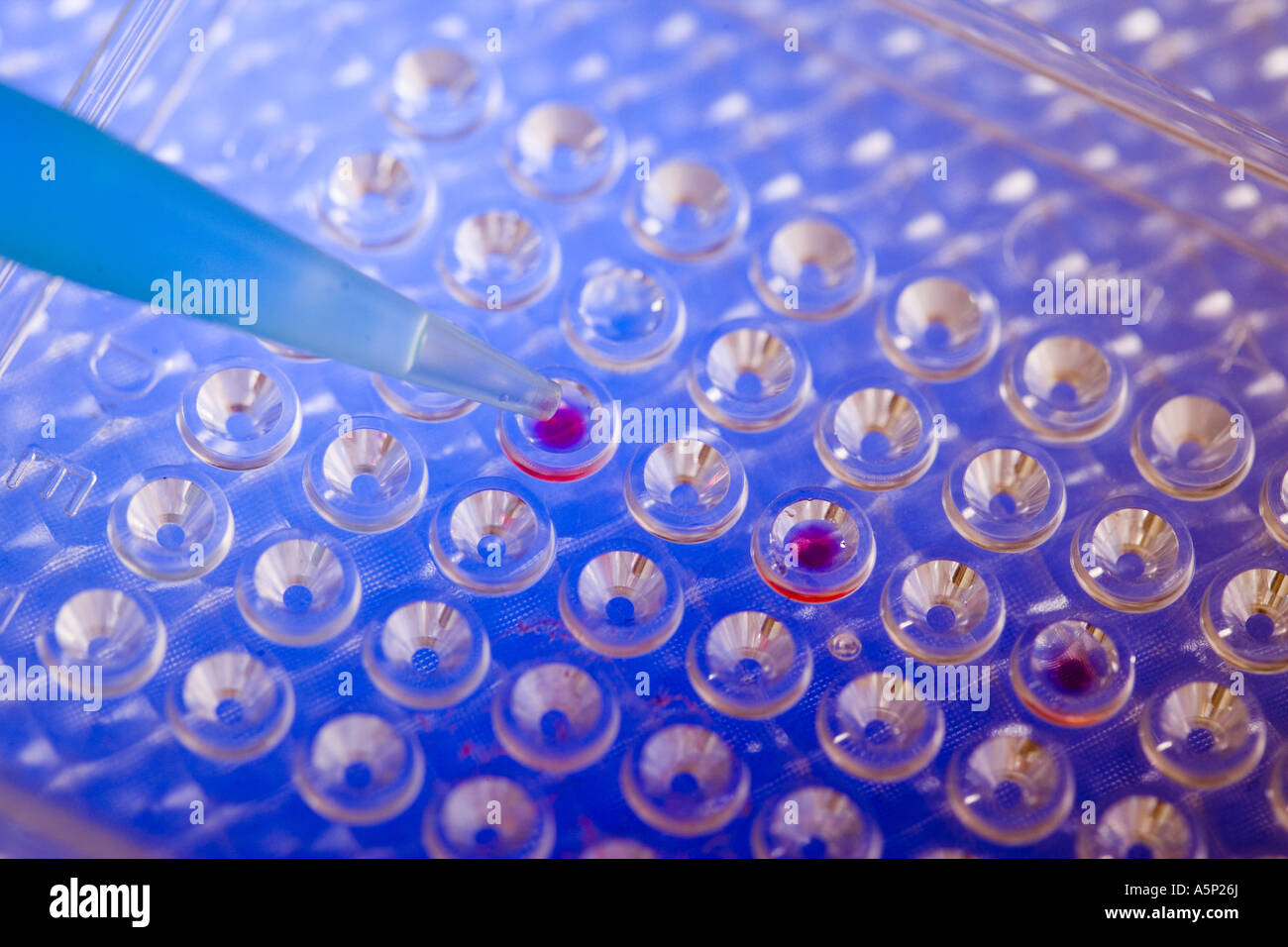 Microtiter plate with pipette filling certain wells for research. Stock Photo