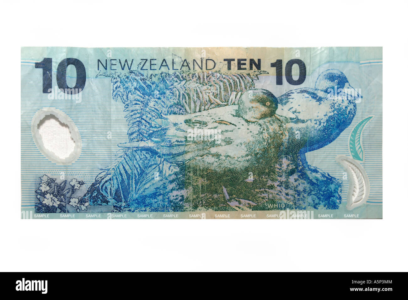 A Whio on the back of a New Zealand 10 Dollar Note. Stock Photo