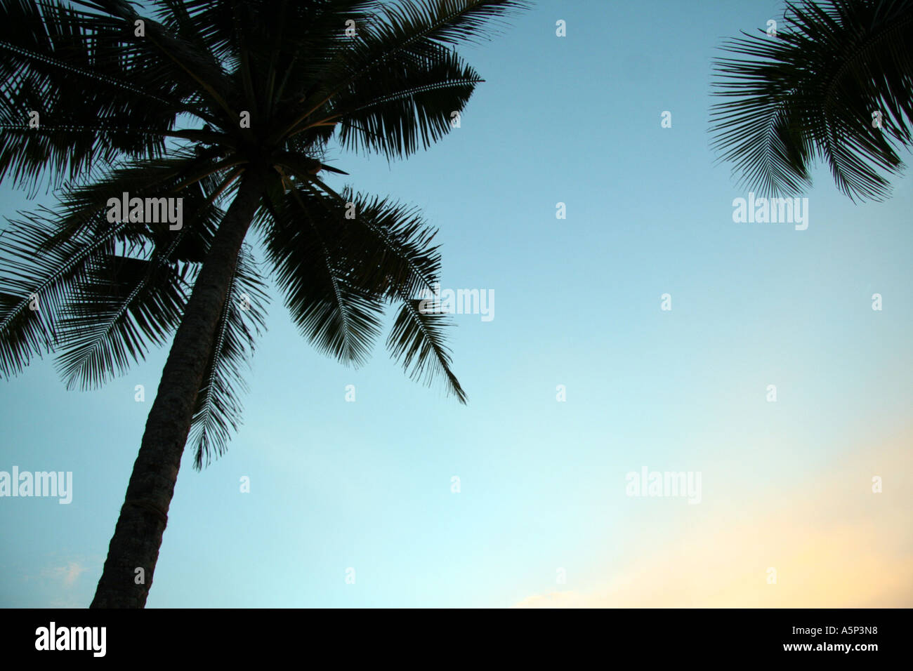Coconut trees at sunset on Kovalam beach, Kerela, India Stock Photo