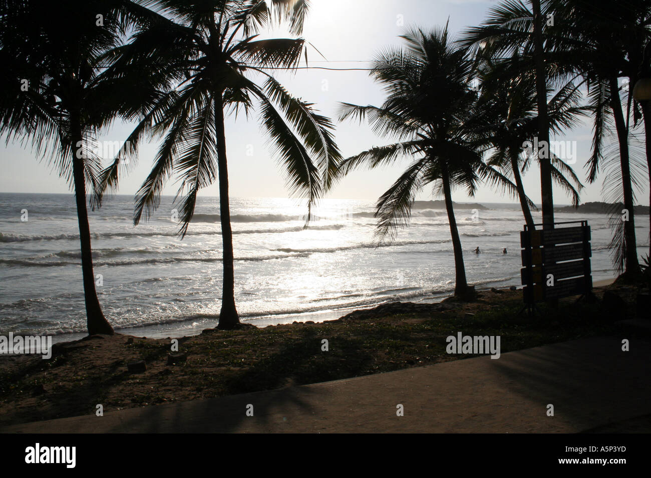Coconut trees at Kovalam lighthouse Beach, Kerela, India Stock Photo