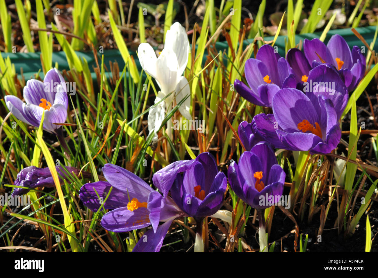 Purple and White Spring Crocus flowers designed to bloom before