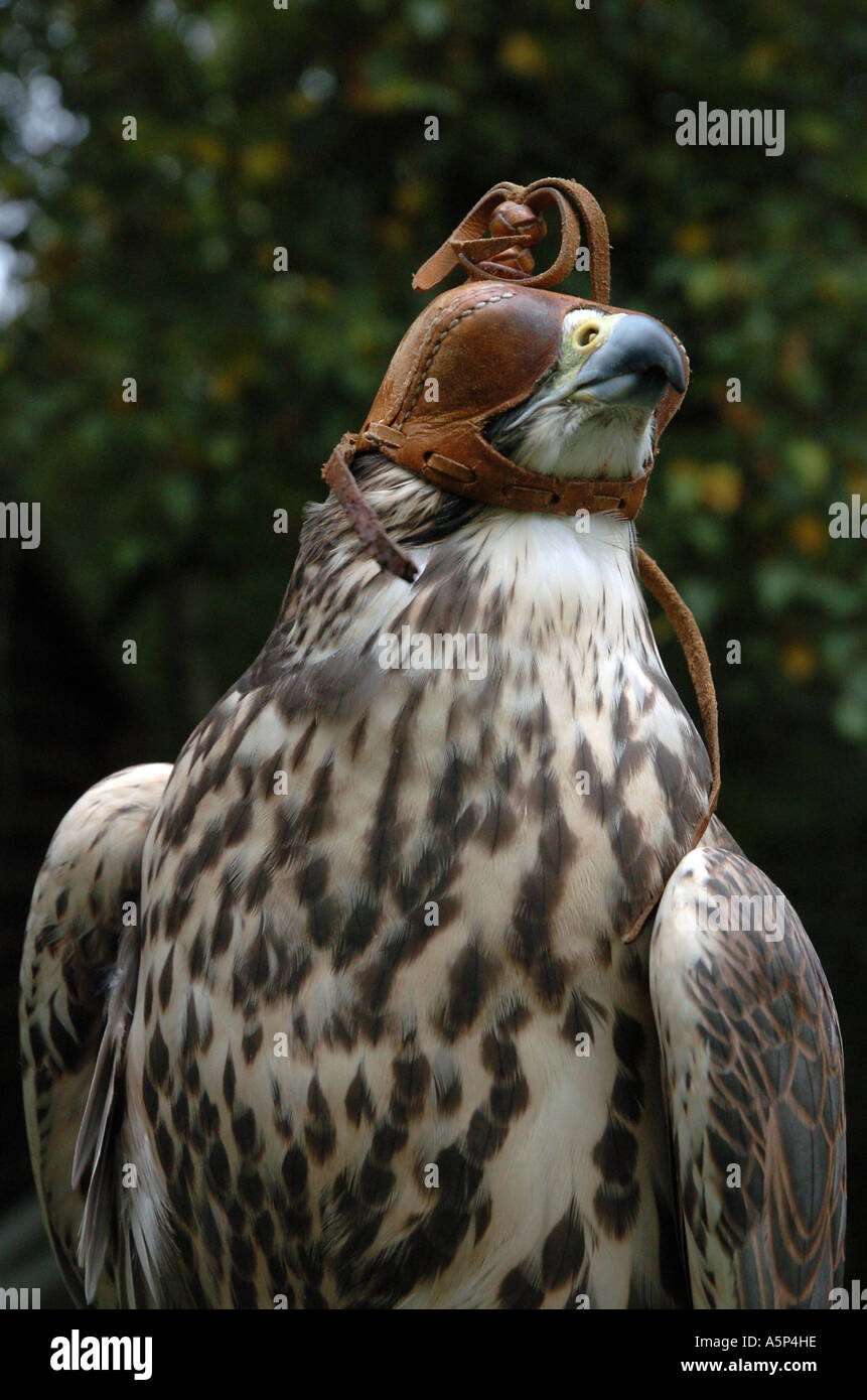 A hawk being trained Stock Photo Alamy