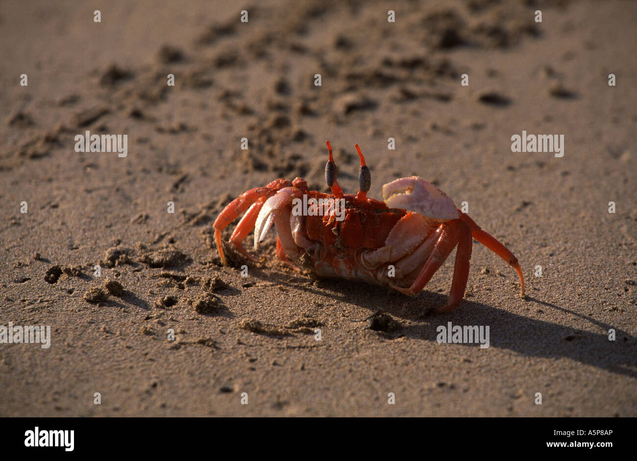 Ghost crab on the beach of Isabela,  Galapagos Islands Stock Photo