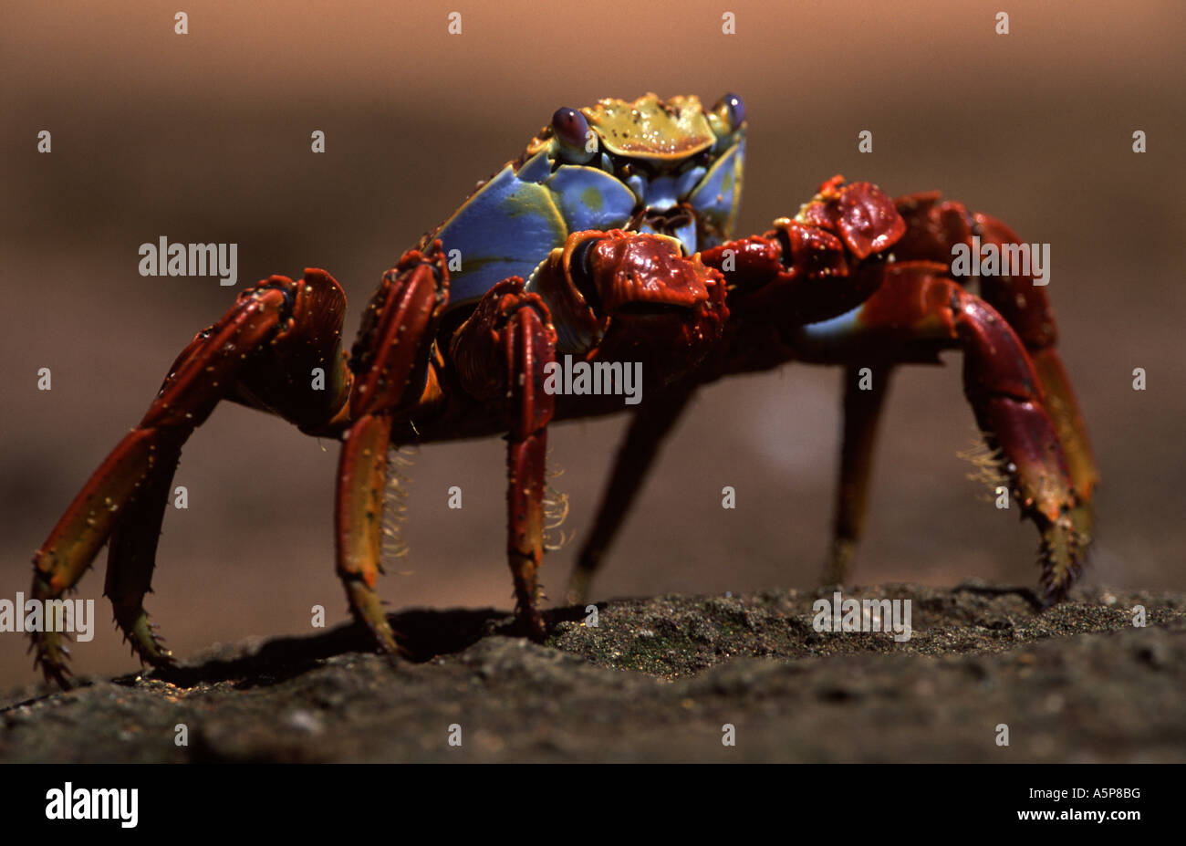 Sally Lightfoot Crab, Klippenkrabbe, Galapagos Islands Stock Photo