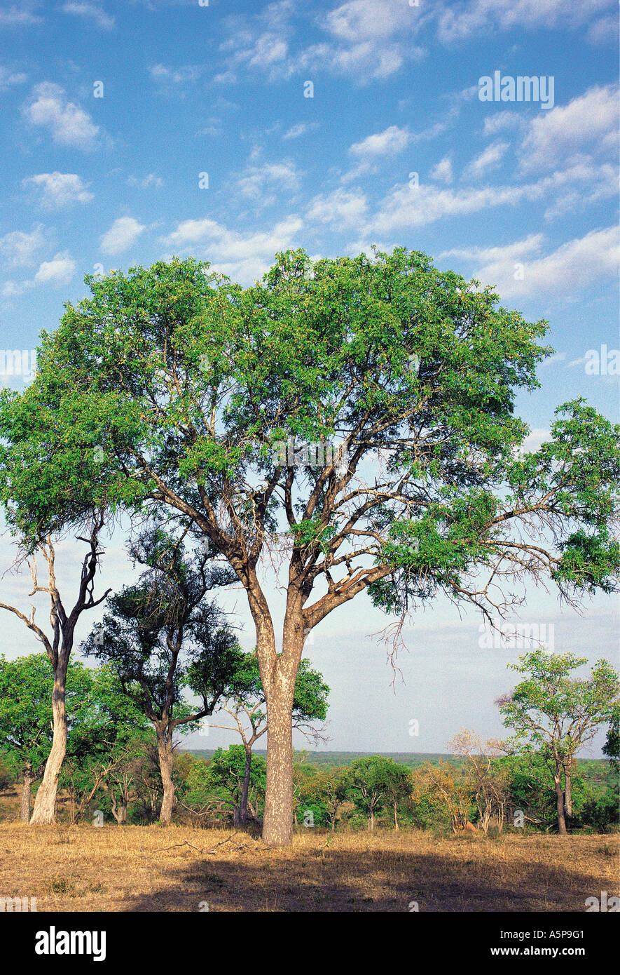 Ebony tree Londolozi Game Reserve near Kruger National Park South Africa Stock Photo