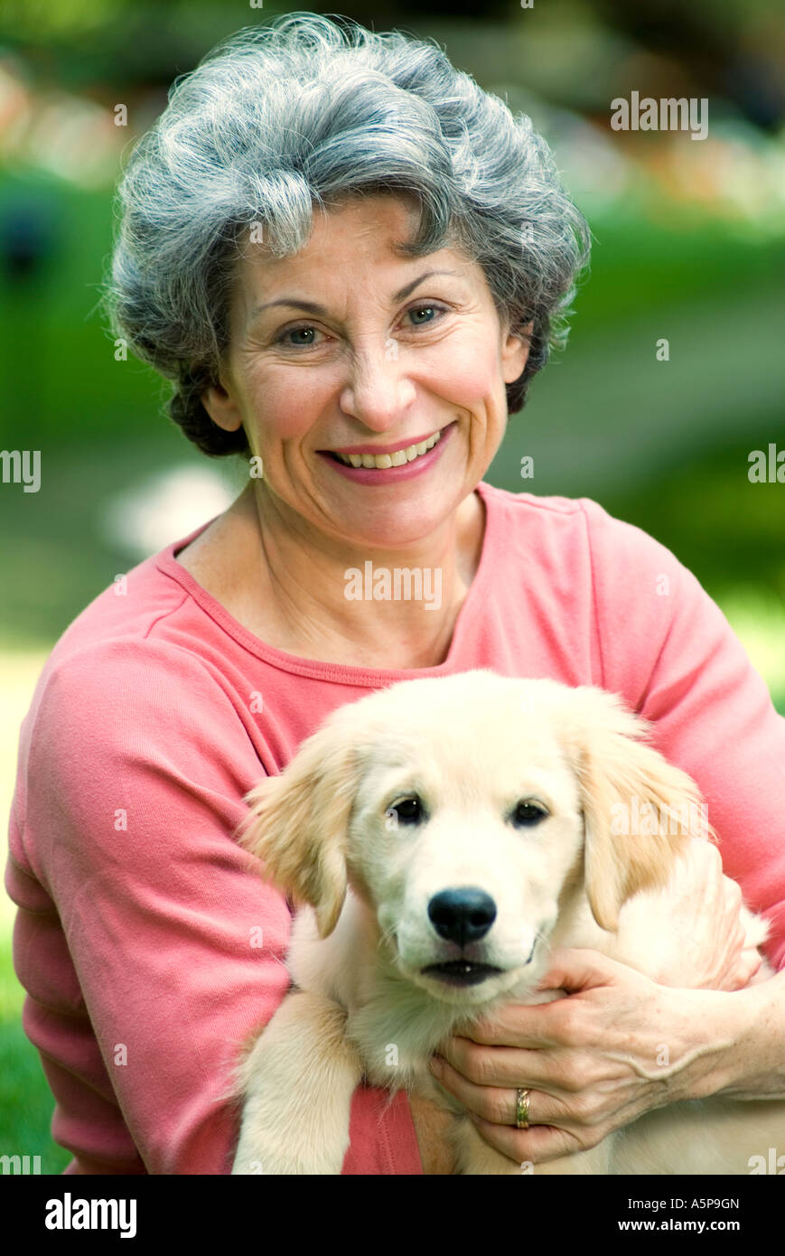 Senior woman portrait with golden retriever puppy. Stock Photo
