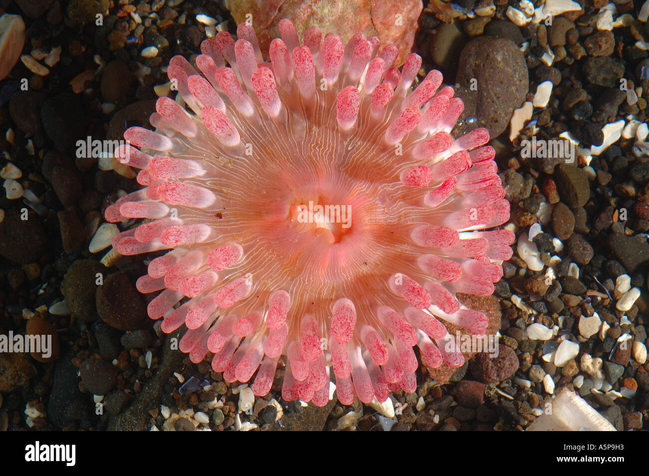 New species of North Pacific sea anemone Cribrinopsis Actiniaria burrowed in sand in aquaria . Rose disk and blunt tentacles Stock Photo