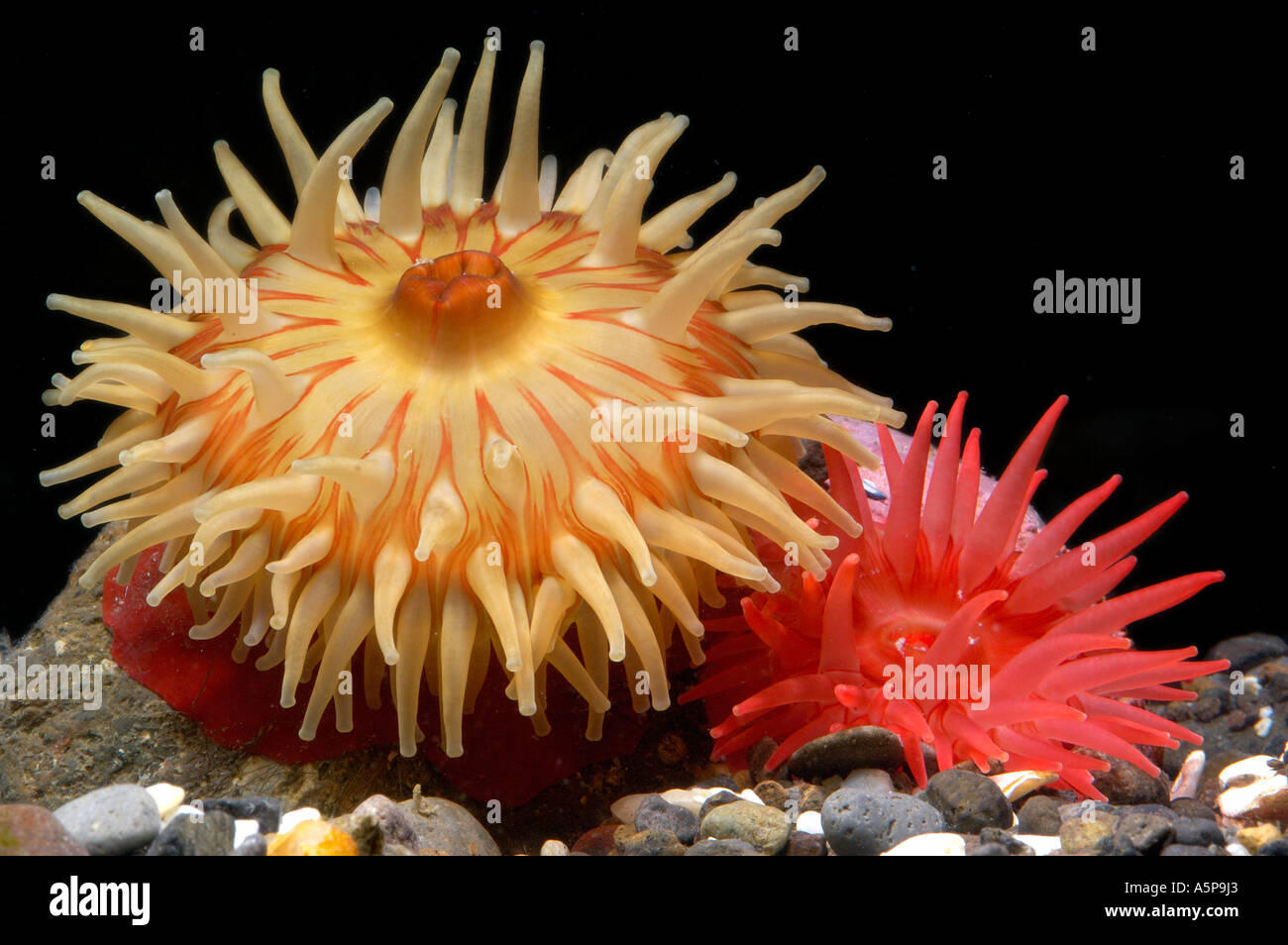 Two large North Pacific sea anemones Urticina crassicornis and Cribrinopsis living in aquaria Stock Photo