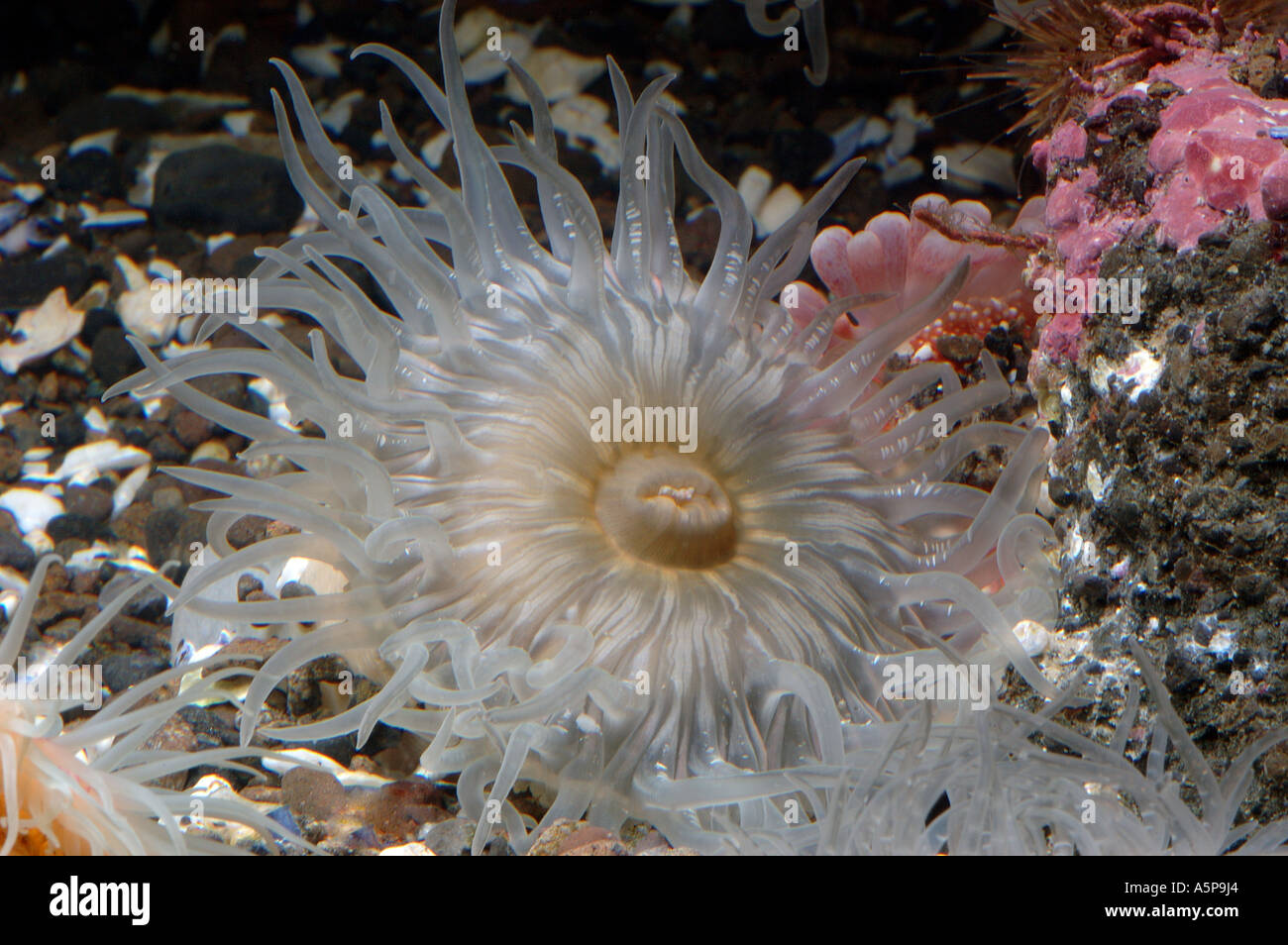 North Pacific sea anemone Anthopleura kurogane Actiniaria burrowed in sand in aquaria gray disk and numerous long tentacles Stock Photo