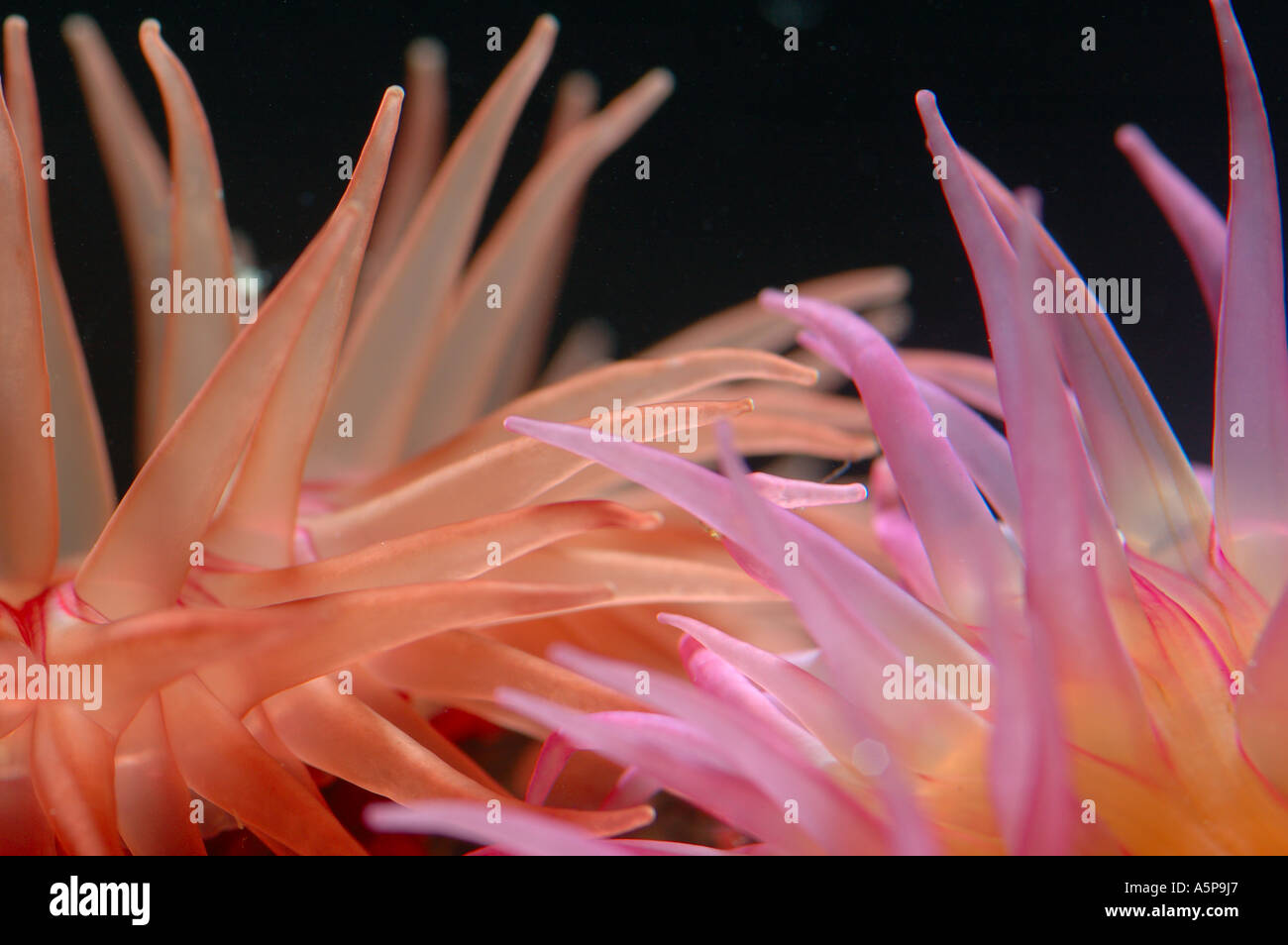 Close up macro of bright tentacles of two attacking each other sea anemones Cnidopus japonicus Actiniaria Coelenterata Cnidaria Stock Photo
