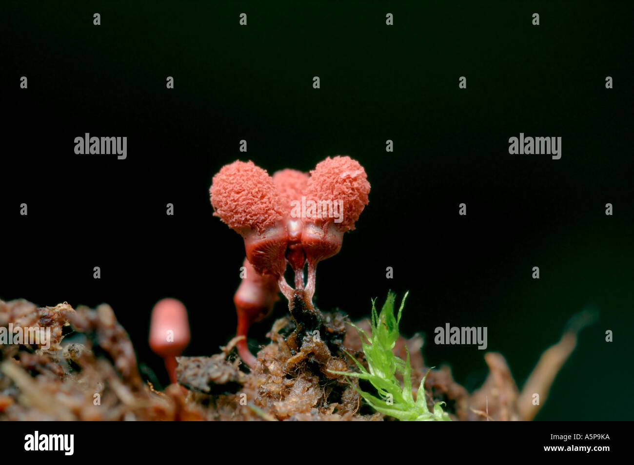Bright red immature stalked fruiting bodies of slime mould myxomycete Arcyria denudata growing on the wood Stock Photo