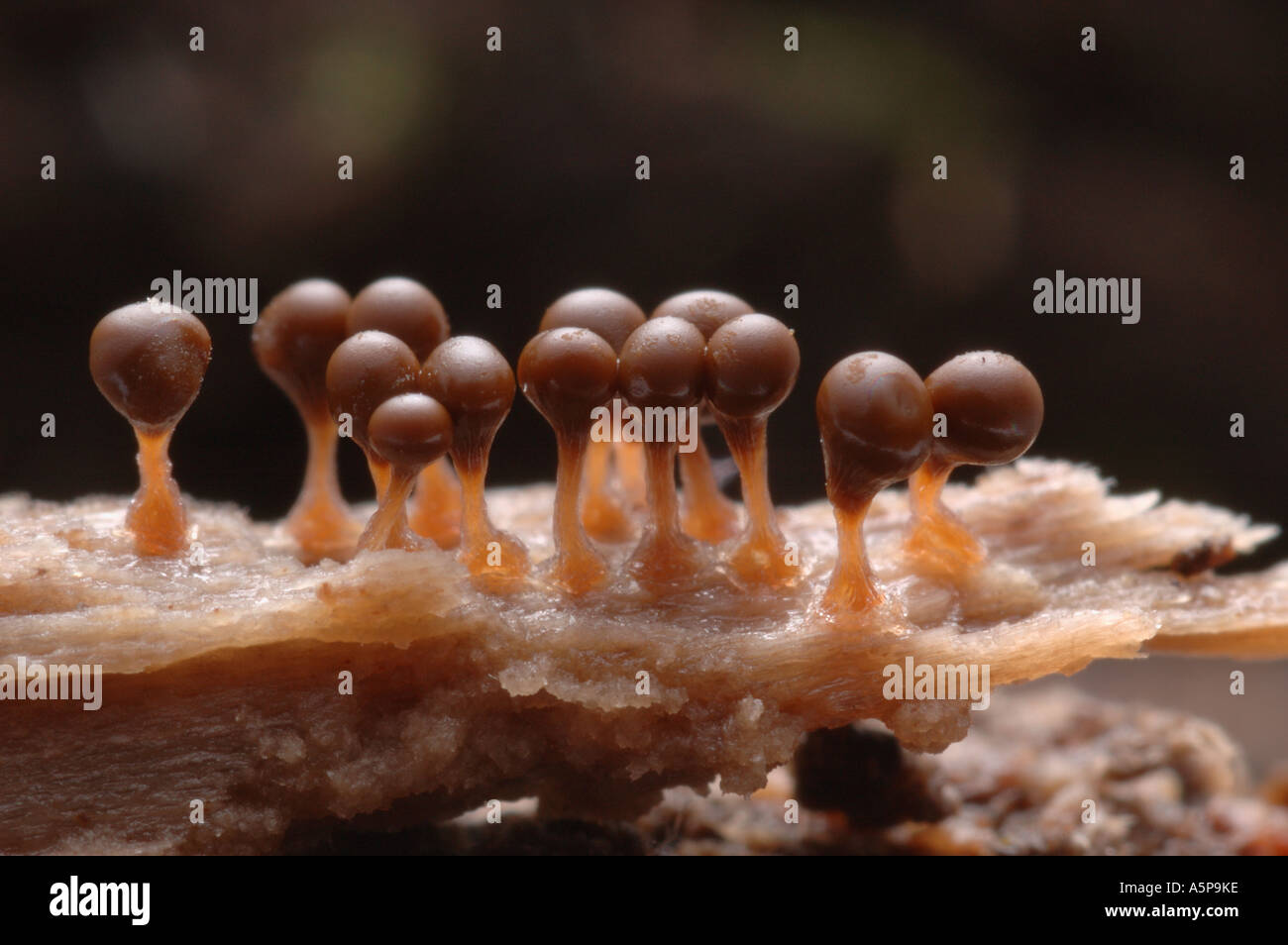 A group of mature fruiting bodies of slime mould or myxomycete Arcyria decipiens growing on decay wood in the forest Stock Photo